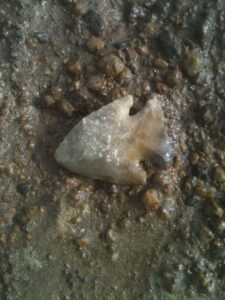 Lafayette County arrowhead find.