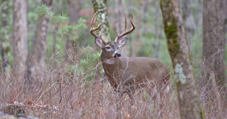MDWFP Clarifies Confusion Around Deer Bag Limits for 2023/2024 Season