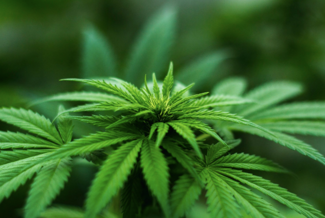 Medical Marijuana Legislative Session Could be Held in August