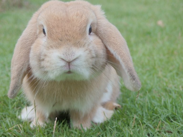Oxford Resident Charged with Animal Cruelty for Neglected Bunny