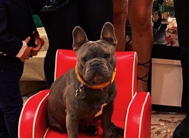 Family Dog Returned to Owner After Being Stolen in Oxford
