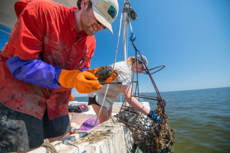 UM Graduate Students Find Impacts of Freshwater in Mississippi’s Oysters