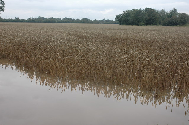 Farmers Must Wait and See What Damage Heavy Rains Have Done