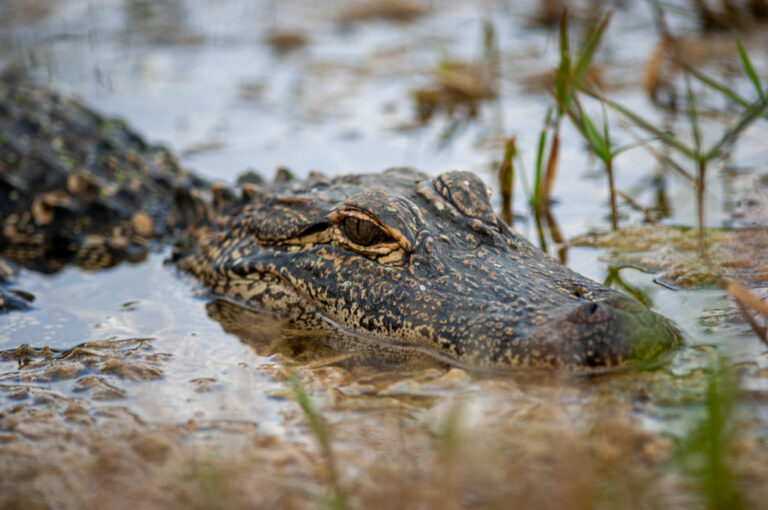 Mississippi’s Alligator Hunting Season Opens Friday