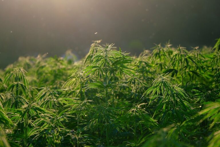 Lawmakers Reach Long-Awaited Medical Marijuana Deal. Here are the Details.