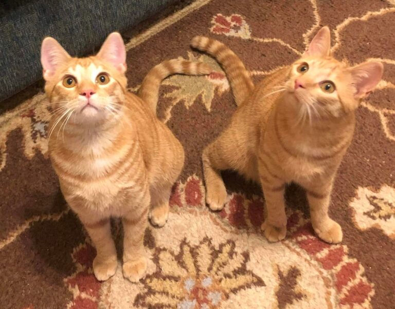 9 Lives Cat Rescue Had a Busy Year Helping Our Area Feline Friends