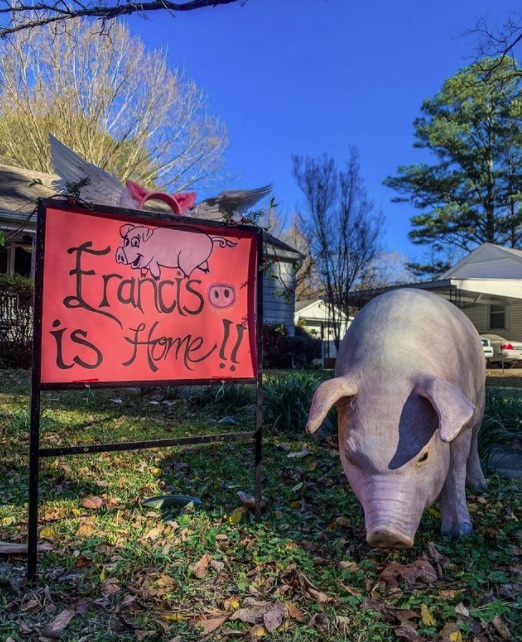 Full Xxx Alimal Pigs Porn Sex - Francis' the Price Street Pig is Home - HottyToddy.com