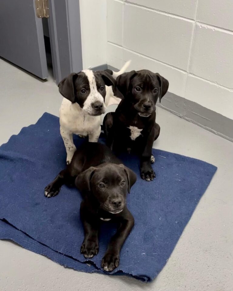 Oxford Animal Resource Center Ready to Show Off Recent Renovations