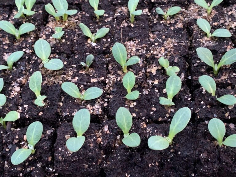 Organic Gardening Topic of Next Master Gardeners Spring Lecture Series