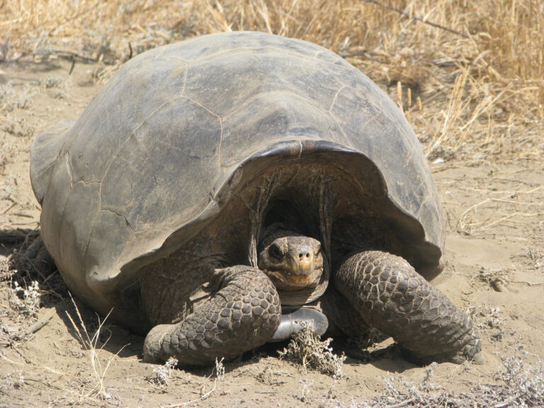 UM Biologist Helps Unlock Secrets of Galapagos Tortoises