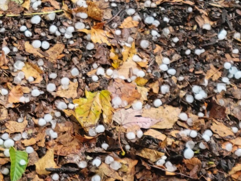Stormy Weather Brought Much-Needed Rain Along With Toppled Trees, Hail