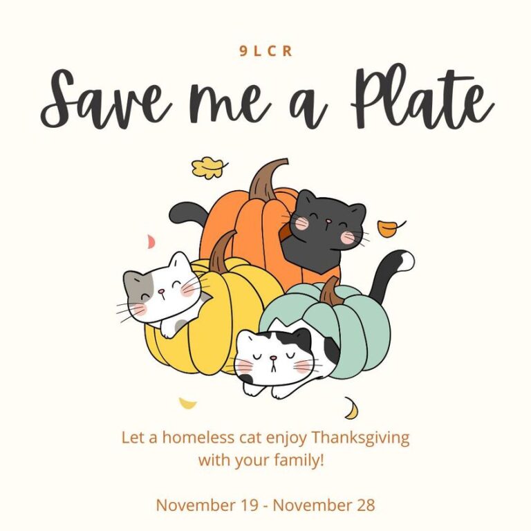 ‘Save me a Plate’ Foster Event Aims to Help Holiday Depression, Homeless Cats