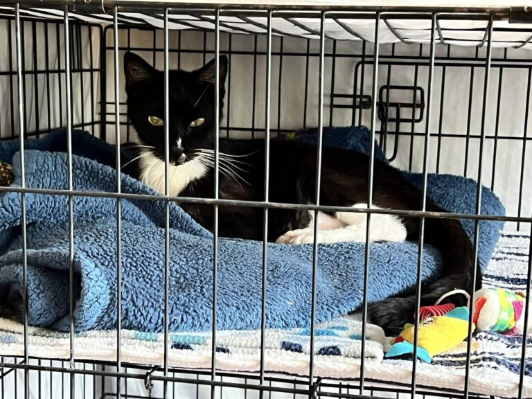 9 Lives Cat Rescue Ceases Intakes Temporarily