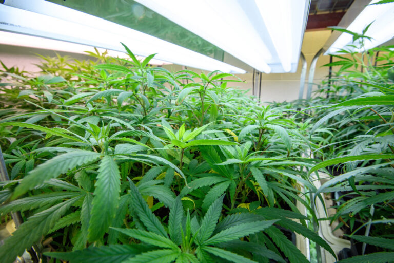 University Awarded New NIDA Contract