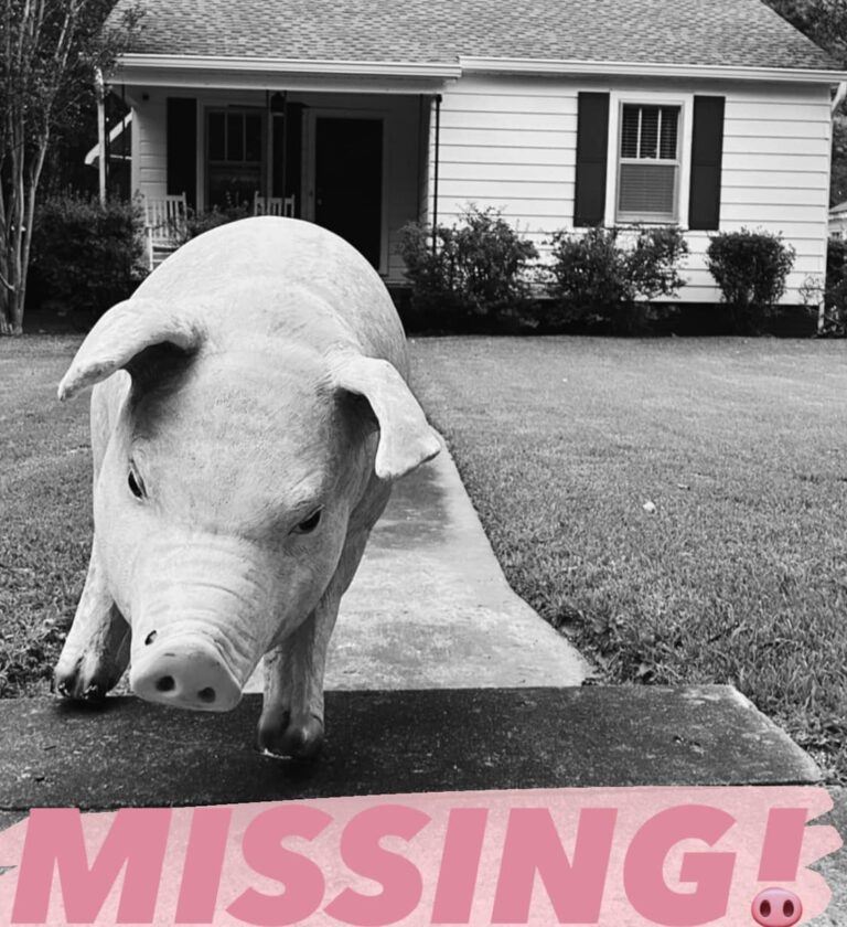 Update: Francis Has Been Found!            Price Street Pig ‘Francis Bacon’ is Back