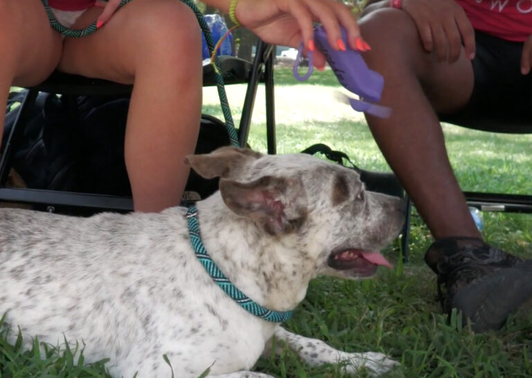 Cooling dog with fan.