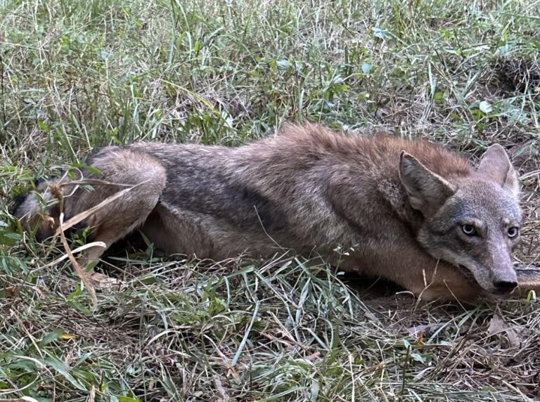 So Far, One Female Coyote Captured, Relocated