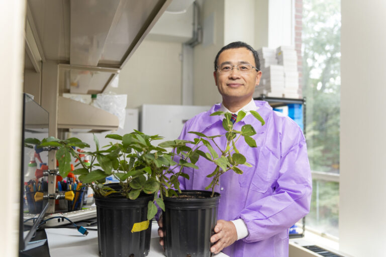 UM Scientist Works to Develop Pest-Resistant Soybean