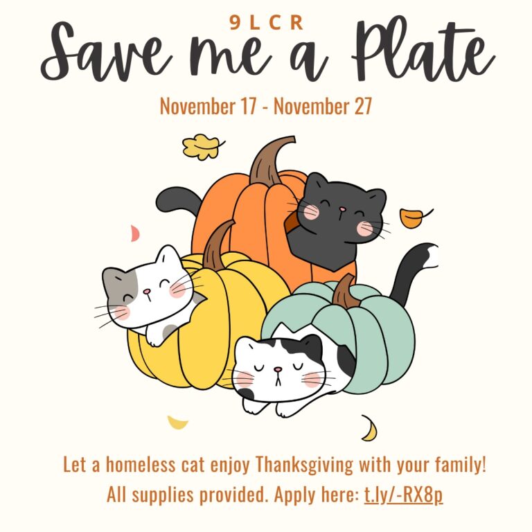 ‘Save Me a Plate’ Foster Event Aims to Help Holiday Depression; Homeless Cats