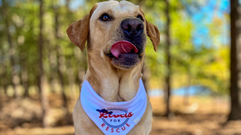 Juice Kiffin, dog of Ole Miss coach Lane Kiffin, now mascot for Rebels for Rescue