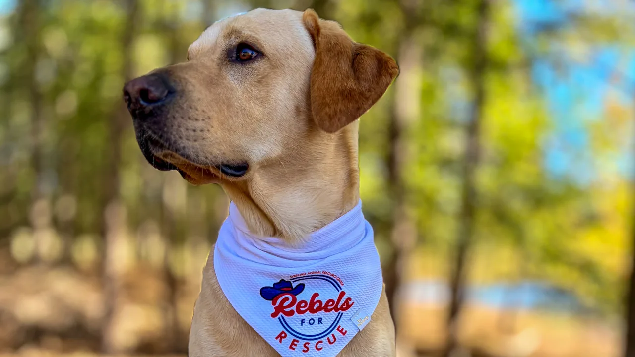 Juice Kiffin, dog of Ole Miss coach Lane Kiffin, now mascot for Rebels for Rescue